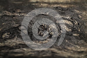 Scenic view of a append old tree texture