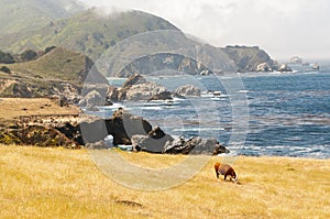 Big Sur coastline California photo