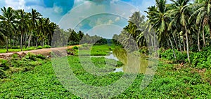 Scenic coconut trees along the Godavari river in konaseema, Andhrapradesh, India