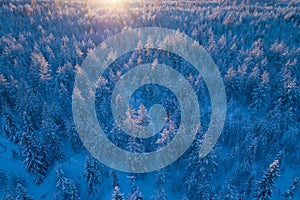 Scenic colorful sunset over snowy pine tree forest in Northern Sweden, Vasterbotten, Umea. Aerial photo