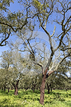 scenic cork oak trees in portugal
