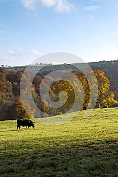 Scenic Cotswolds - Autumn