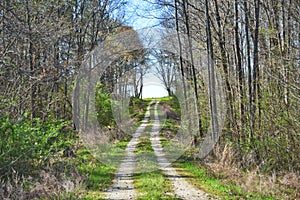 Scenic Country Backwoods Dirt and Gravel Road