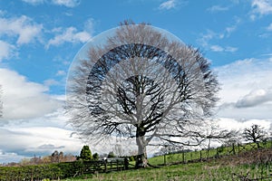 Scenic countryside of England with a large tree at a hillside farm during autumn