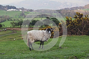 Scenic countryside landscape at a sheep farm in Lake District of Englan