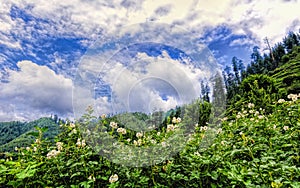 Scenic deep tropical forest jungle at Janjehli, Himalayas, India