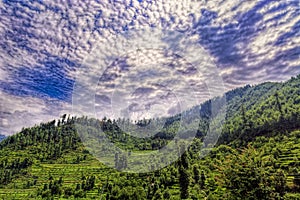 Scenic deep tropical forest jungle at Janjehli, Himalayas, India