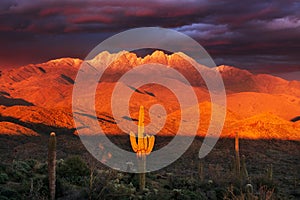 Scenic desert landscape with Saguaro cactus and the Four Peaks mountain range in Arizona