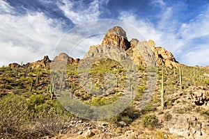 Scenic Desert Landscape and Saguaro Cactus Plants in Arizona Superstition Mountains