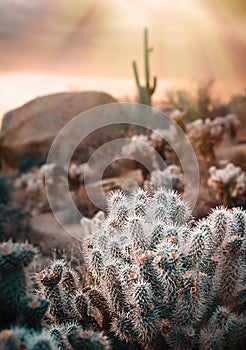 Scenic desert vista photo