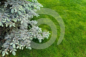 Scenic detail close-up view of fresh green fir tree branch with new sprout at home mowed lawn yard graden on bright