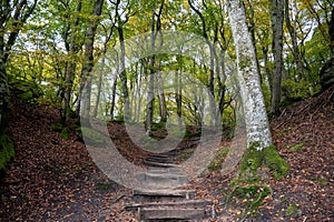 Mullerthal, hiking routes, rock formations, moss-covered forests, tourist photo