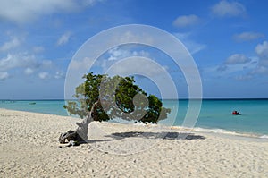 Scenic Divi Divi Tree on Eagle Beach in Aruba