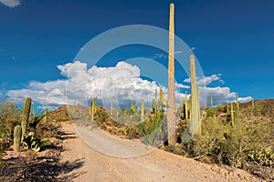 Scenic drive in Sonoran Desert with Saguaros