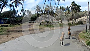 A scenic drive through the windward side of bequia