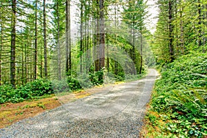 Scenic driveway in green forest. Washington state