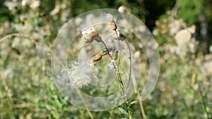 Scenic dry common sowthistle flower with fluff swaying in wind