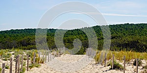 Scenic dunes panorama on bright summer day view on pines forest in Lacanau ocean beach