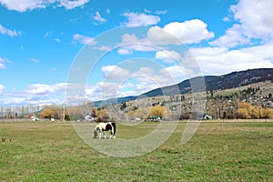 Scenic farm landscape with horse in field
