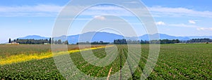 Scenic farm landscape in Skagit valley Washington