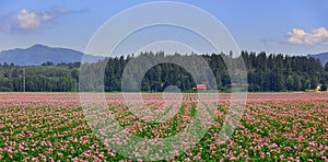 Scenic farm landscape in Skagit valley Washington