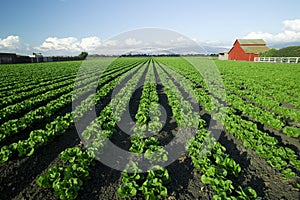 Scenic Farming