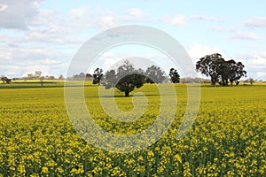 Scenic field of Golden canola flowers, crop farming, agriculture