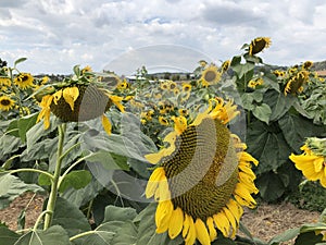 Scenic field of Sunflowers