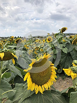 Scenic field of Sunflowers