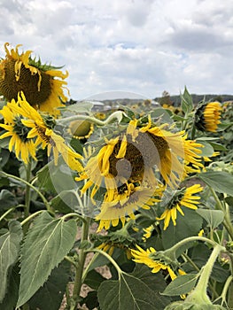 Scenic field of Sunflowers