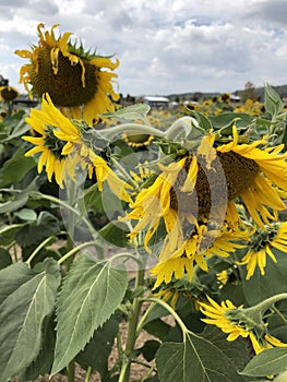 Scenic field of Sunflowers