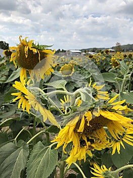 Scenic field of Sunflowers