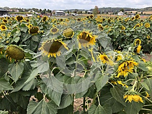 Scenic field of Sunflowers