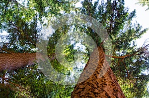 Scenic fir trees, view from the base looking up