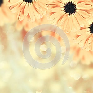 Scenic floral border blurred background, flowers