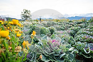 Scenic of flower farm at Atok, Benguet in the mountain province of the Philippines photo