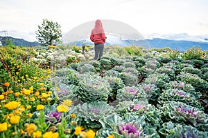 Scenic of flower farm at Atok, Benguet in the mountain province of the Philippines photo