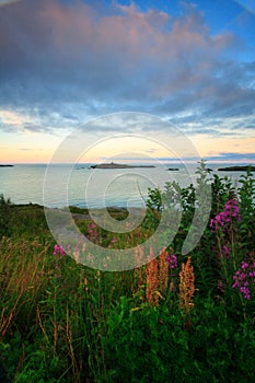 scenic flowered landscape