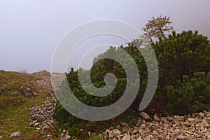 Scenic foggy landscape of Vrsic Pass. Small stones and little pine trees and bushes. Concept of landscape and nature. Vrsic Pass