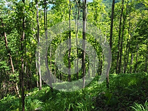 Scenic forest of fresh green deciduous trees framed by leaves