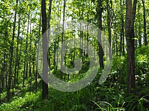 Scenic forest of fresh green deciduous trees framed by leaves