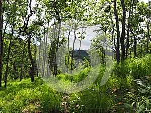 Scenic forest of fresh green deciduous trees framed by leaves