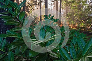 Scenic forest of fresh green deciduous trees framed by leaves, with the sun casting its warm rays through the foliage