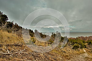 Scenic forest and lagoon panorama