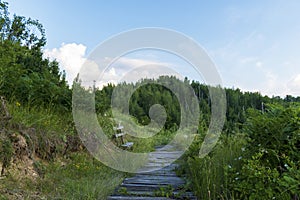 Scenic forest landscape. View of a wooden walkway and a lonely bench among fresh summer greenery Rhodope, Bulgaria