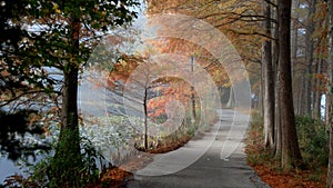 Scenic Forest Path During Autumn 