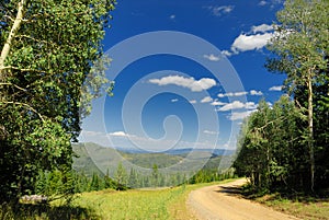 Scenic forest road photo