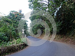 A scenic forest road leading to Hana on the island of Maui