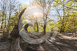 Scenic forest, with the sun casting its warm light through the foliage. Reinhardswald - germany