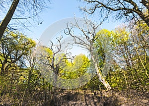 Scenic forest, with the sun casting its warm light through the foliage. Reinhardswald - germany